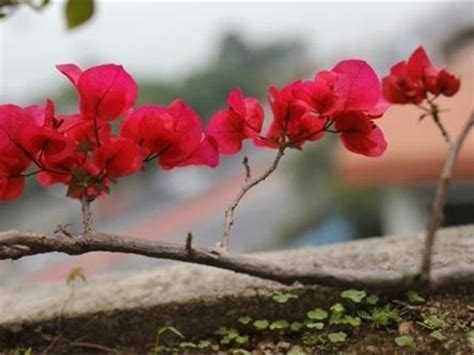 香水梅換盆時間|什麼時候給梅花換盆，梅花換盆後馬上澆水嗎